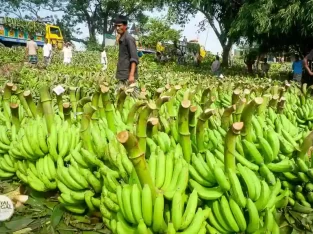 Banana harvesting in North Bengal