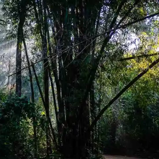 Early morning intensive trekking through the Lawachara rain forest in Sreemangal