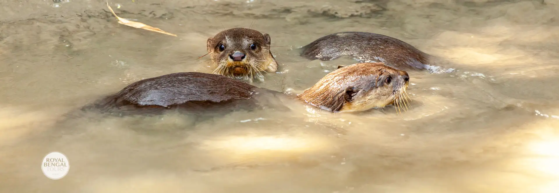 Otter Fishing in Bangladesh