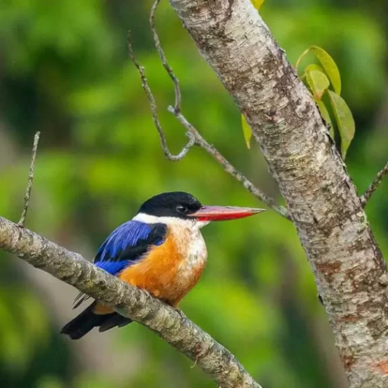 Black capped kingfisher in Bangladesh Sundarbans