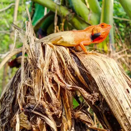 Common Garden Lizard in Sreemangal Rainforest