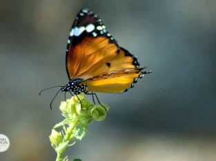 Common tiger butterfly in sundarban forest