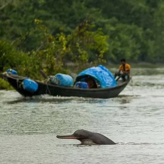 Ganges River dolphin in sundarban bangladesh