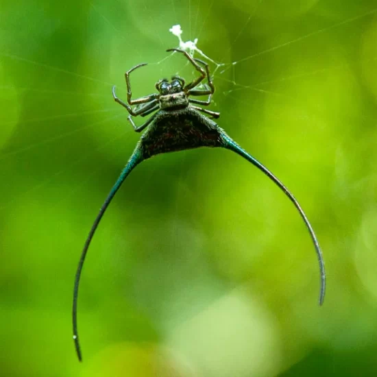Horn spider at Lawachara rainforest in Sreemangal Bangladesh