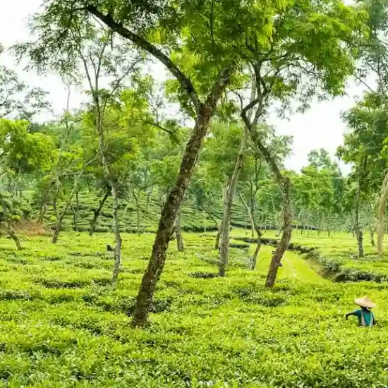Tea workers are harvesting tea at full swing