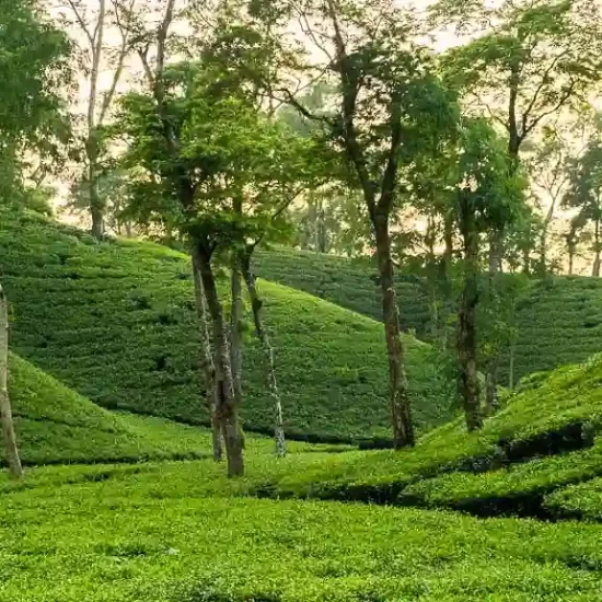 The most beautiful tea estate you can every expect to see in sreemangal