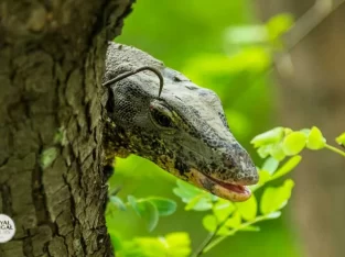 be careful from gient water monitor lizard in sundarban forest