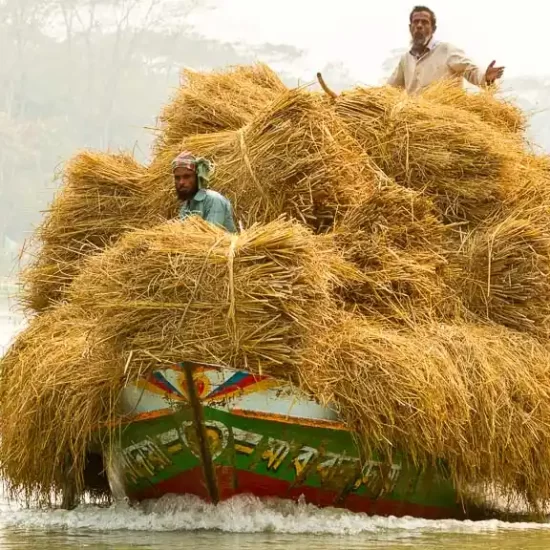 boat full of rice straw in Bangladesh