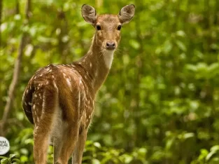lovely spotted deer in Bangladesh Sundarbans forest