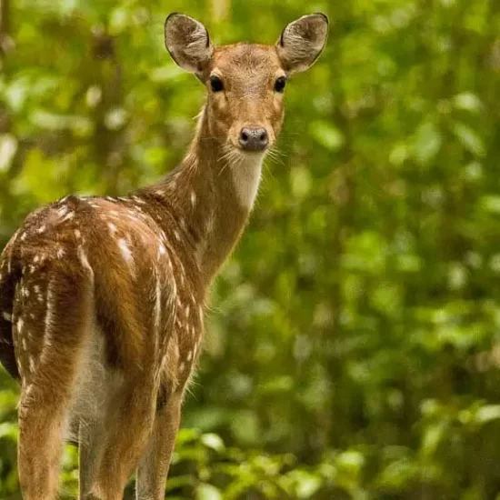 lovely spotted deer in Bangladesh Sundarbans forest