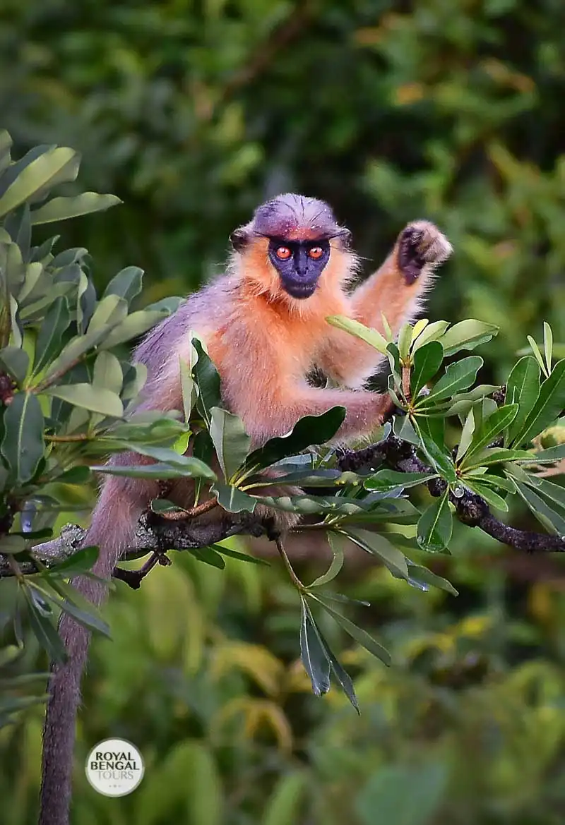 A beautiful capped leaf Monkey in the Satchori reserve forest