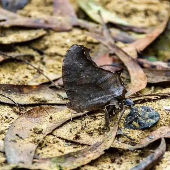 A very well camouflaged butterfly in a forest in Sylhet area