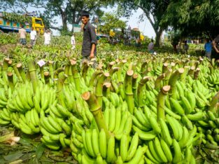 Banana harvesting in North Bengal