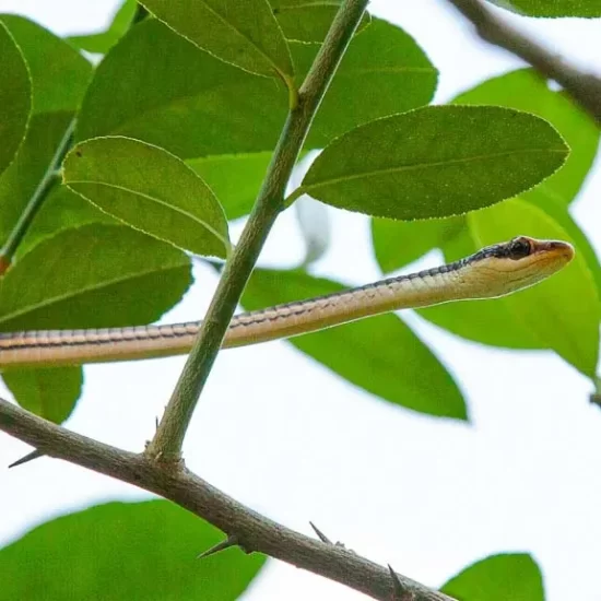 Common Broneback Tree Snake in Sreemangal