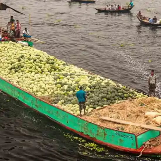 Country boat fully loaded with water melon on a river near dhaka