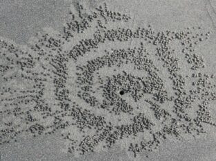 Beautiful artwork by Crabs on the kotka beach of sundarban mangrove