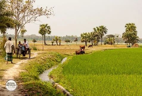 Experiancing rural village life style during homestay in Bangladesh