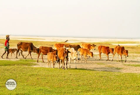 Bangladesh Homestay: Cattle Grazing by the River near Village