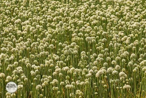 Bangladesh Homestay Experience: Visiting an Onion Field in the Village