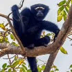 Hollock gibbons are the only apes in Bangladesh