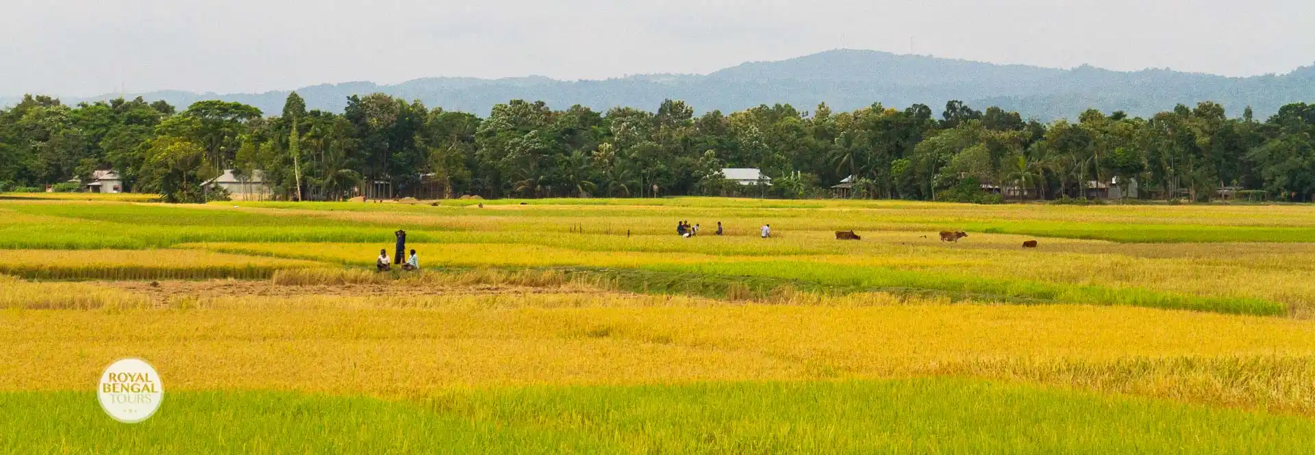 Handpicked village and family for homestay in Bangladesh