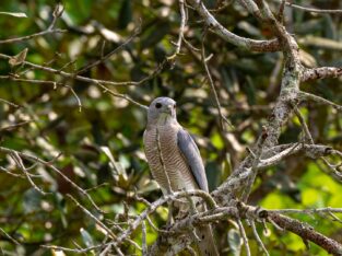 Shikra is one of the hardly seen birds of prey in sundarban forest