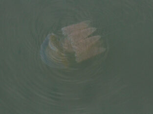 jellyfish in sundarban forest