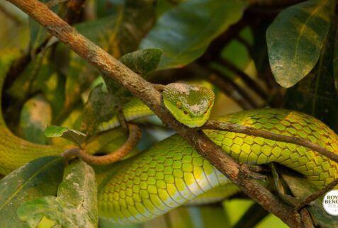 A huge pit viper snake inside of sundarban mangrove forest in Bangladesh