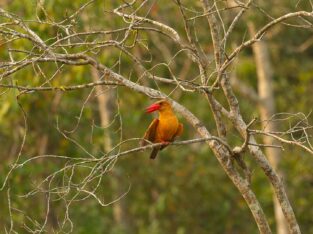 Brown winged kingfisher in sundarban forest