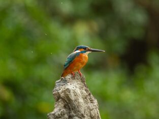 Common kingfisher in sundarban forest