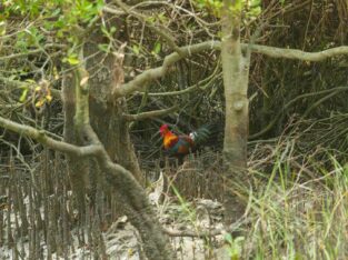 Red junglefowl are often seen in Bangladesh sundarban