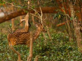 Reddish-brown spotted Deers in sundarban mangrove forest