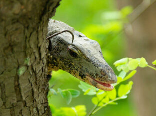 Water monitor lizard in sundarban forest
