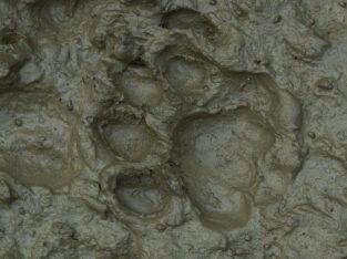 one should be lucky to find a pugmark inside of sundarban forest