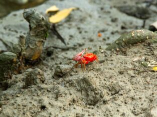 fiddler crabs in Sundarbans forest