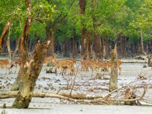 Large group of spotted Deers in sundarban forest