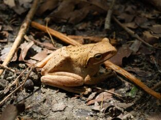 Common Indian toad in sundarban forest