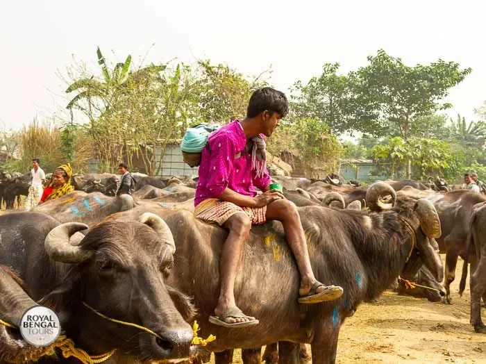 Tourist observes a Bangladeshi man herding cattle during a village homestay