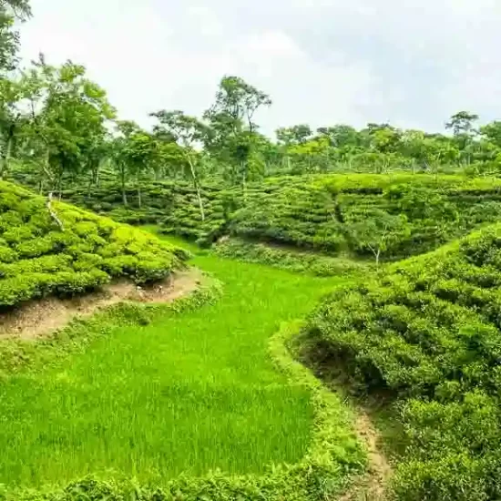 Lovely tea estates in and around Sylhet and Sreemangal area