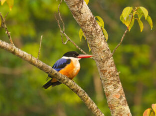 Black-capped kingfisher in Bangladesh Sundarbans forest