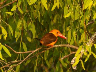 Brown winged kingfisher is ready for hung