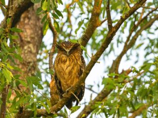 Brown fish owl is a nocturnal bird in Sundarbans
