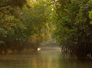 A rowboat trip through a narrow creek allows to spot more wildlife closely