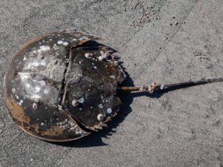 Horseshoe crabs are living fossils and can be found in sundarban mangrove