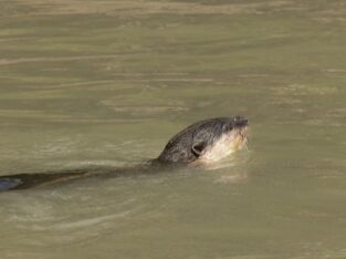 oriental small-clawed otters are vocal animals in sundarban forest
