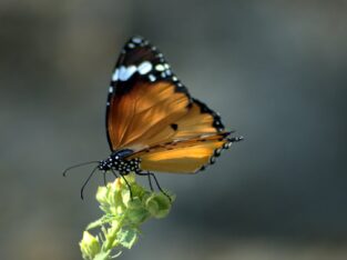 Moth & Butterfly in sundarban forest