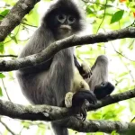 Phayres leaf monkey or chosmapora kalo hanuman in Lawachara rain forest