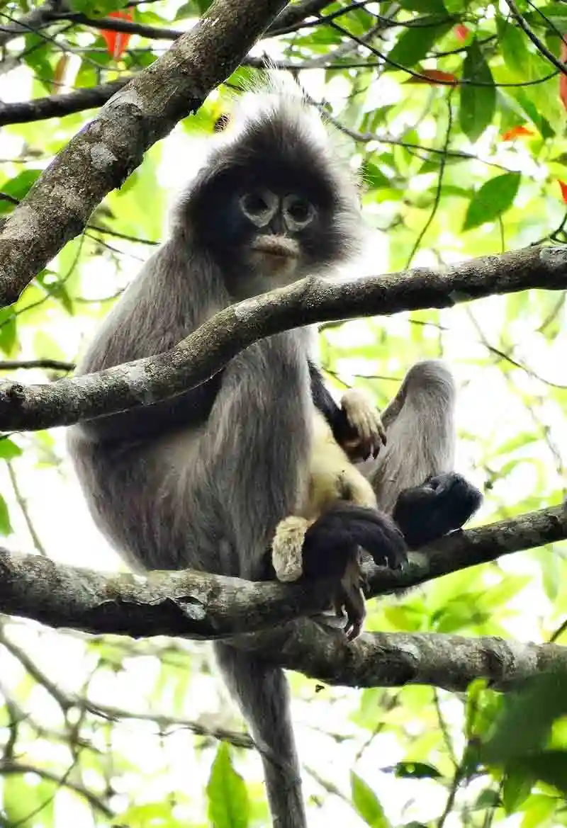 Phayres leaf monkey or chosmapora kalo hanuman in Lawachara rain forest