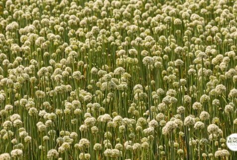 Beautiful onion flower field at a Santhal village of Rajshahi
