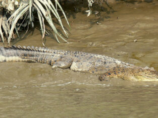 Indo-pacific crocodile is the largest and deadliest Reptile in sundarban forest
